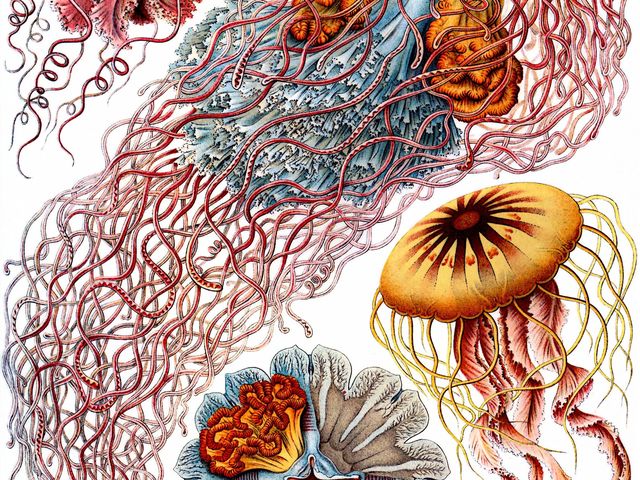 Ernst Haeckel’s jellyfish plate, Kunstformen der Natur (1904).
